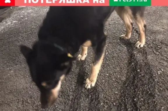 Найдена собака на автозаправке в Батайске
