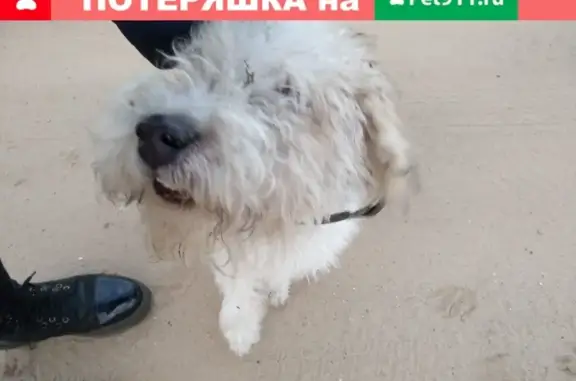 Собака Пёсик найдена в деревне Жданово, Тверская обл.