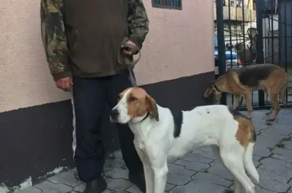Пропала 2 охотничьих собаки в Барнауле