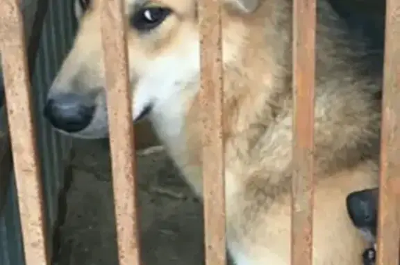 Пропала собака на ул. Ленина 31 в Нижневартовске