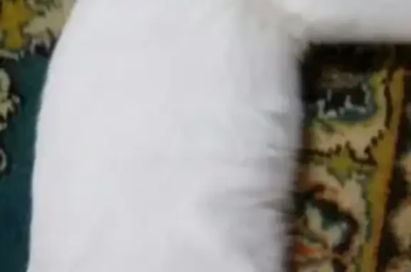Пропал кот в Мензелинске, белый с серой полоской, помогите найти!