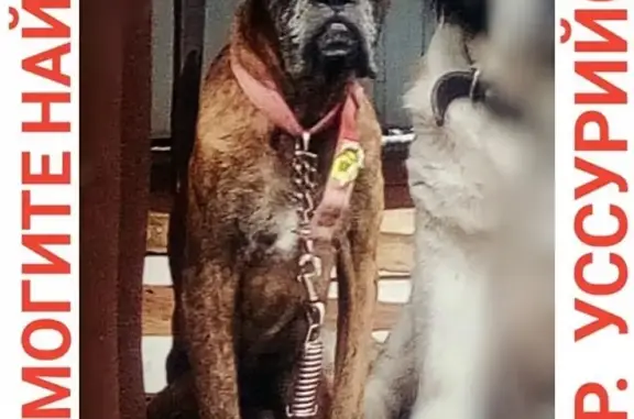 Пропала собака Рич на ул. Вострецова, Владивосток