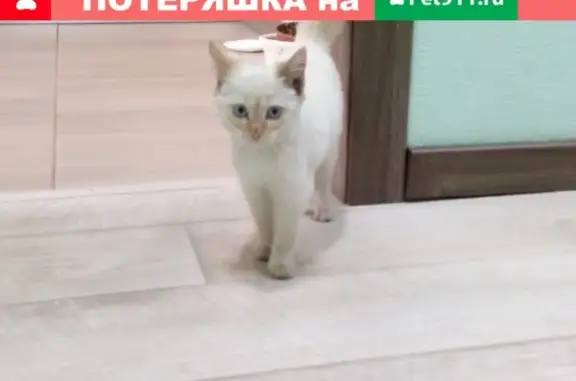 Найден котенок на Лермонтова 275/6 в Иркутске