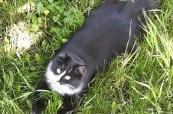 Пропала черная кошка в Саяногорске, Хакасия