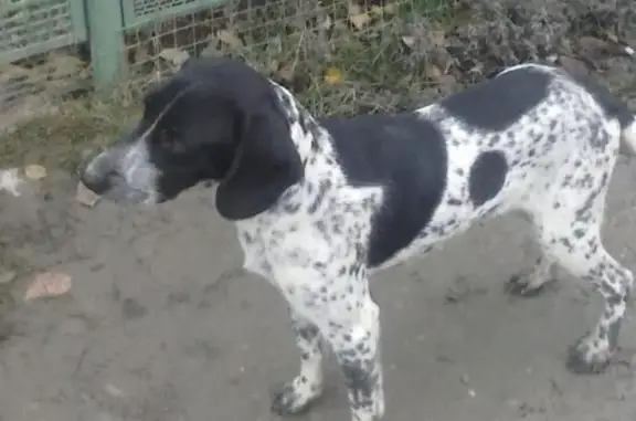Потерян породистый охотничий пес в Краснодаре