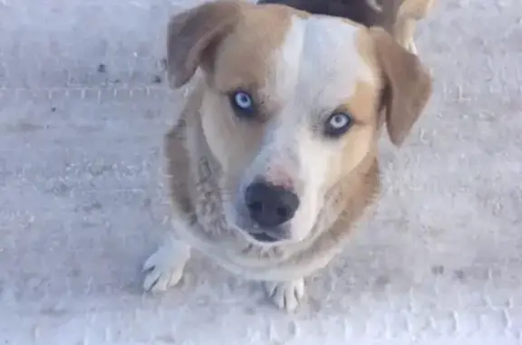 Пропала собака в Воронеже, вознаграждение гарантировано!