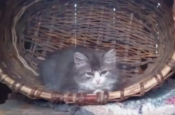 Пропал кот на ул. Карла Маркса, Первомайск (серый, пушистый)