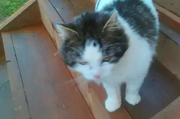 Пропал кот Макс с шрамом на мордочке, Голиковка, Казарменская улица. Помогите найти!
