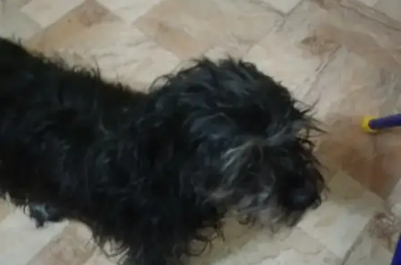Собака найдена в Энгельсе, на Волоха.