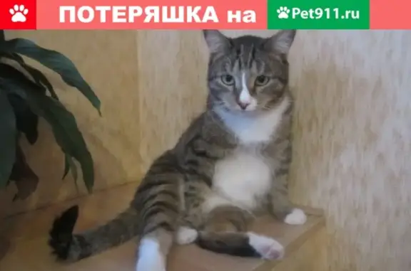 Найден кот тигрового окраса в Екатеринбурге