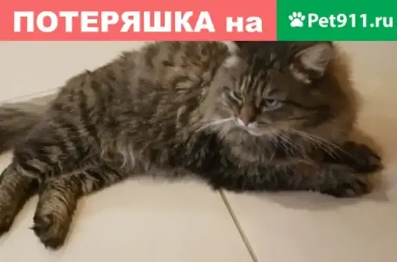 Найден кот в Березовском, ищут хозяев (2 года, тигровый окрас)