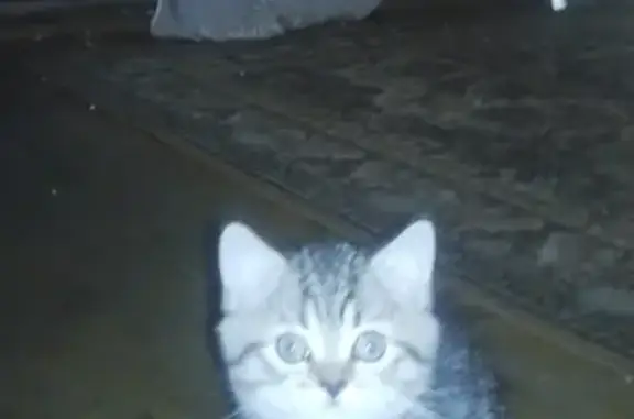 Потерянные животные Ижевск, фото: Пропала кошка Буся на Удмуртской 187