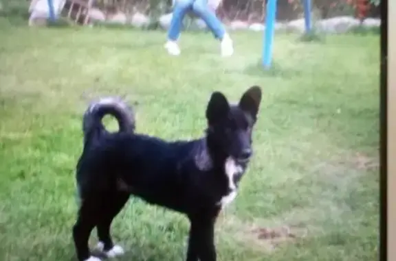 Пропала собака Маша в Зеленоградском районе Калининградской области