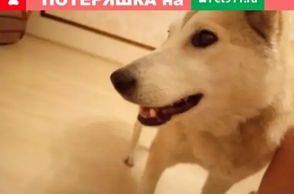Найдена собака в Н.Новгороде - ищем хозяина