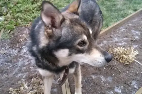Найдена собака в Череповце из Романды