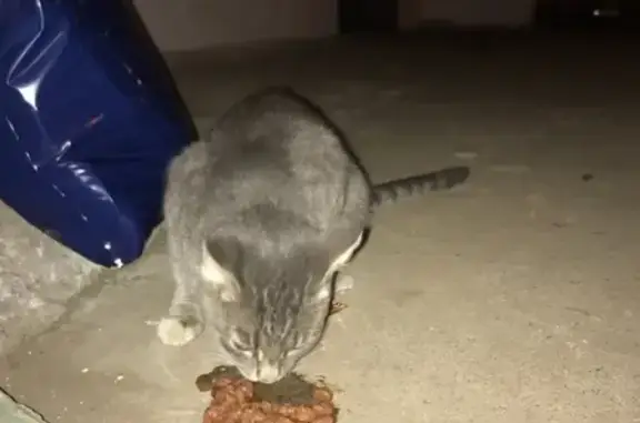 Найдена кошка в ошейнике в Костроме