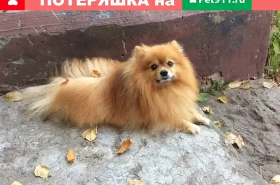 Пропала собака в Калуге на ул. Карла Маркса