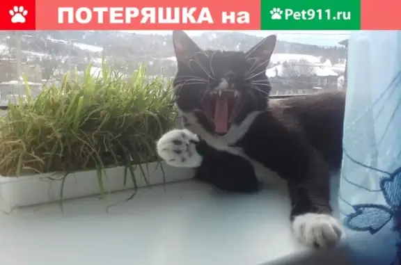 Пропала кошка на гаэсе в Богородском (Московская область)