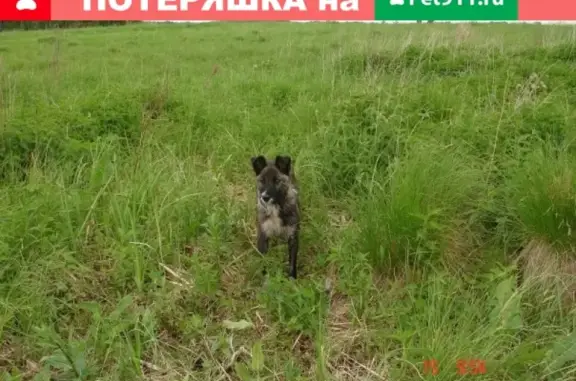 Пропала собака Гретта в Западном жилмасиве, Новосибирск.