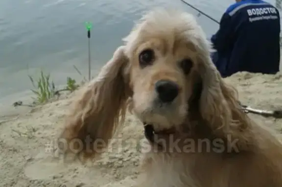 Пропала собака Коко в районе 1 пролетарки, обращаться по телефону.