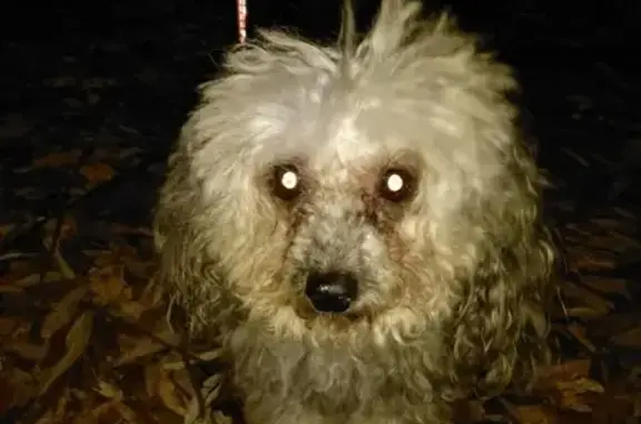 Найдена собака в Ленинском районе, ищет хозяина