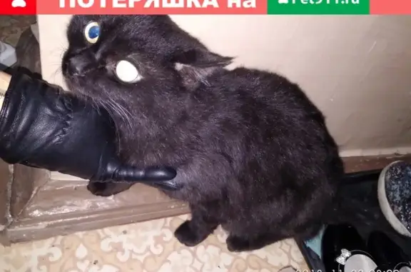 Найден черный кот (Уралмаш, Екатеринбург)