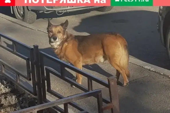 Найдена собака в Магнитогорске, район Герцена 2