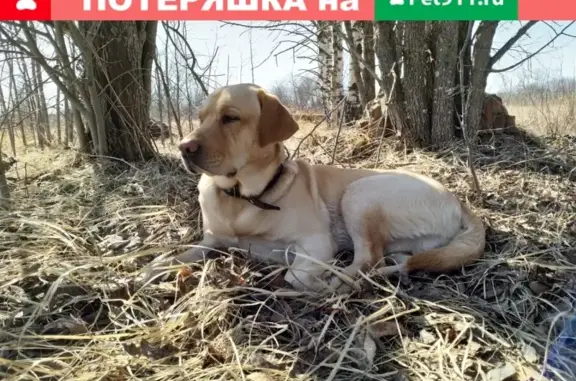 Пропала собака в Гремячево, Нижегородская область