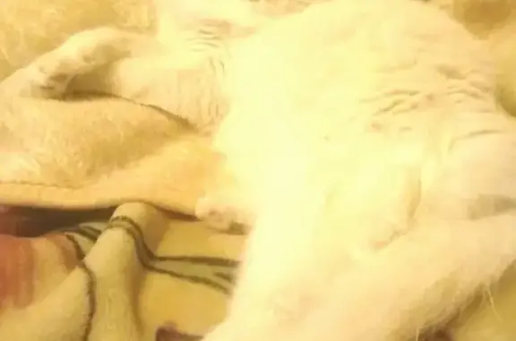 Кошки потеряшки, Тольятти, фото: Потеряшка кошка в Тольятти, вознаграждение гарантировано!