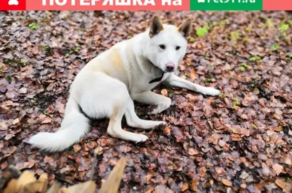 Пропала собака в Октябрьском, вознаграждение гарантируем