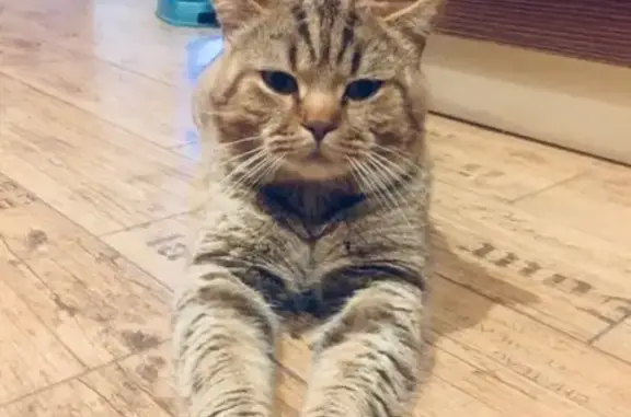 Кошки потеряшки, Путевка, фото: Потеряшка кошка в Путевке, ул. Рославльская, окрас тигровый, кличка Тиша.