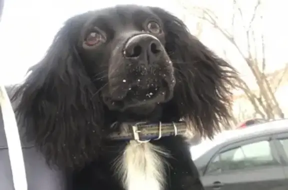 Найдена собака на ул. Лебедева в Томске