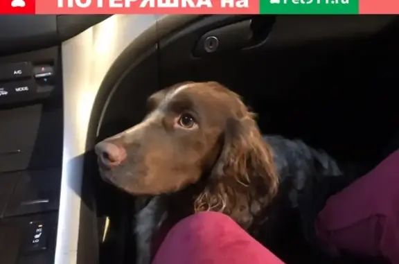 Найден щенок в Коркино - ищет новый дом