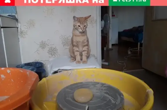 Пропал рыжий кот в Видном, Московская область