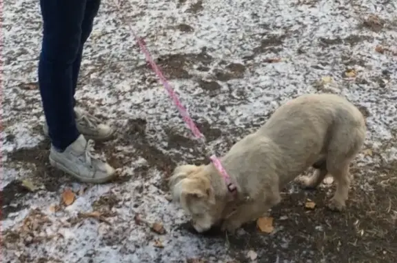 Пропала собака в Димитрово, Магнитогорск