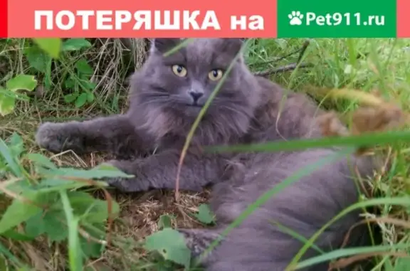 Кошки потеряшки, Бургинское, фото: Потеряшка кошка Муся в Мстинском Мосту, Новгородская область