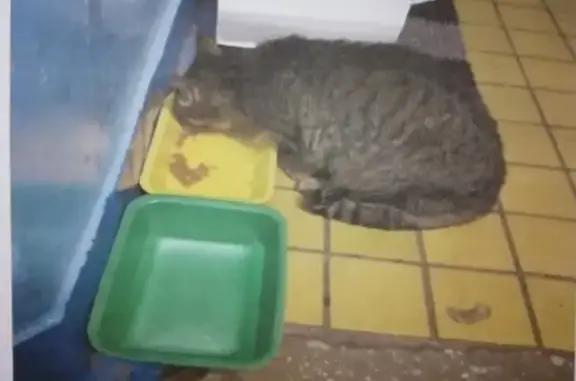 Найдена кошка в Набережных Челнах (7ой комплекс)