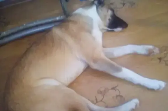 Пропала собака возле магазина Магнит, Соликамск
