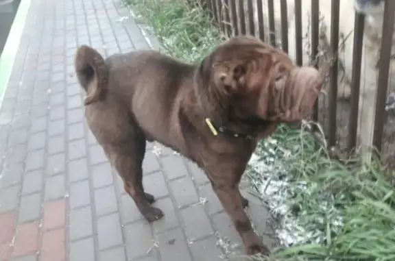 Пропала собака в Богородском районе, вознаграждение 5000!