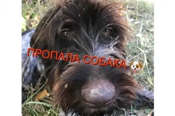 Пропала собака Барон в Кореновсе!