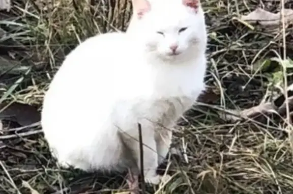 Пропал белый кот возрастом 1 год в районе 10 школы, Нефтекамск