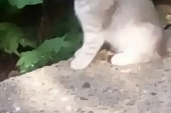 Кошки потеряшки, Набережные Челны, фото: Потеряшка кот в Набережных Челнах, район 47:46:48:49