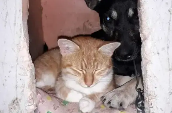 Собаки потеряшки, Сочи, фото: Потеряшка собака в районе Мацесты, помогите найти!