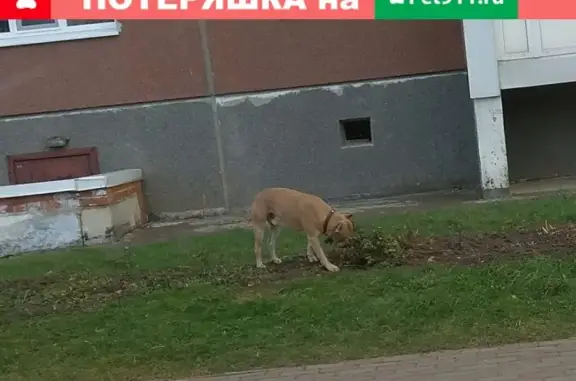 Потерянная собака в Гатчине, ЛО