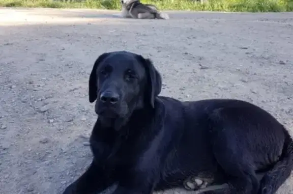 Потерян пёс Бади в Тымовском районе Сахалинской области