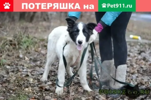 Найден щенок в Ногинске, возраст 5-6 мес.