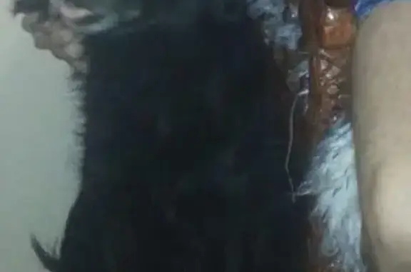 Пропала собака Дана в селе Таёжка, Приморский край