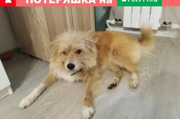 Найдена собака в районе к/т Взлёт, Жуковский