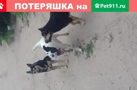 Найдена собака на 1-м Пугачёвском, 6-й проезд, Саратов