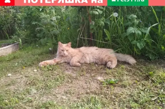 Пропал кот Гоша в Суоярви, Карелия